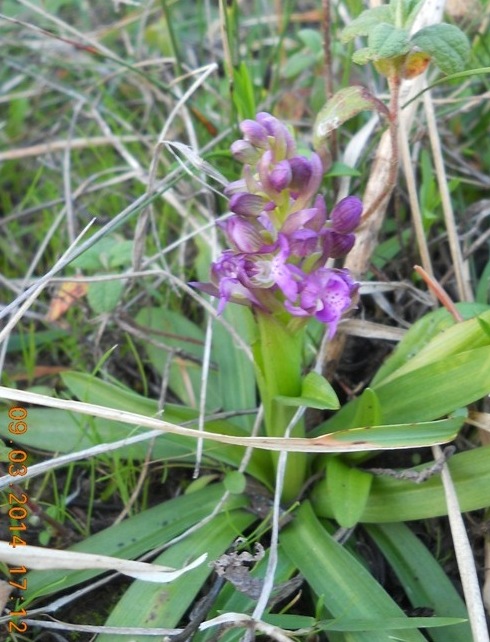 anacamptis morio